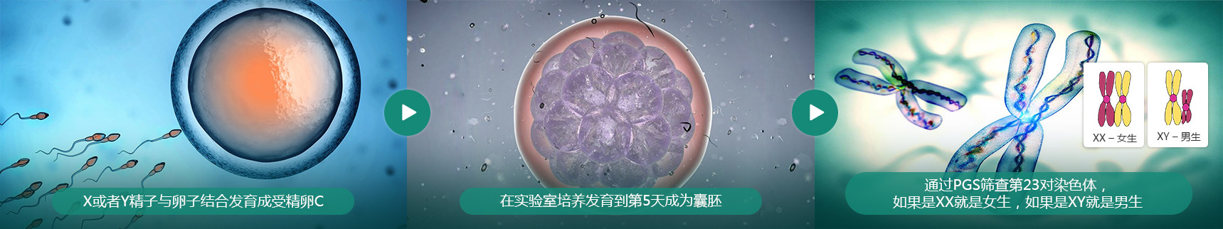 谁决定了宝宝的性别?
